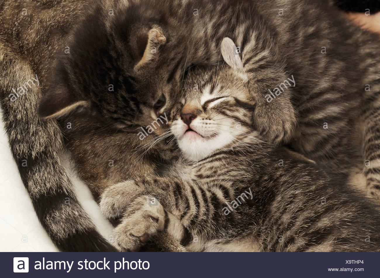 Chaton Calins Avec Mere Cat Photo Stock Alamy