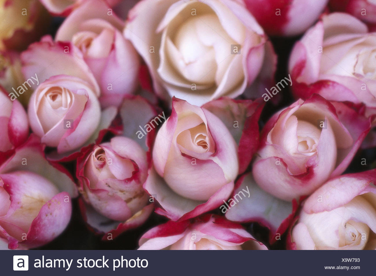 Roses Détails Fleurs Rouge Blanc Plantes Fleurs Fleurs