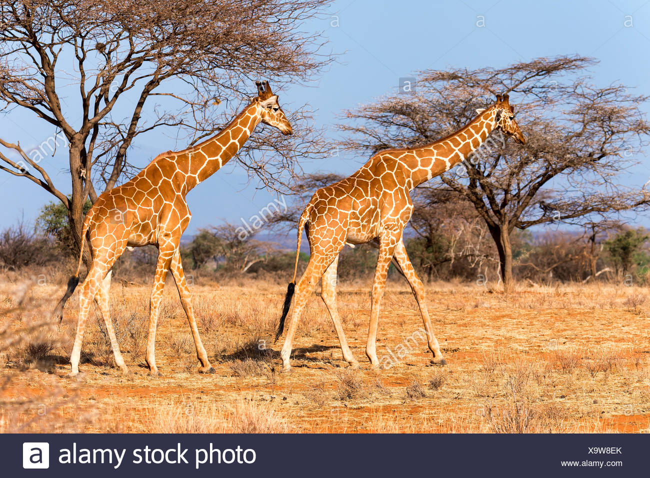 Les Girafes réticulée ou Somali girafes (Giraffa camelopardalis reticulata) passant par l'acacia (Acacia sp.) Banque D'Images