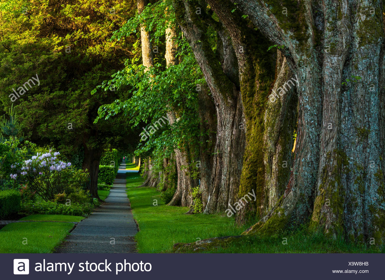 Promenade bordée d'arbres, Kerrisdale, Vancouver, British Columbia, Canada Banque D'Images