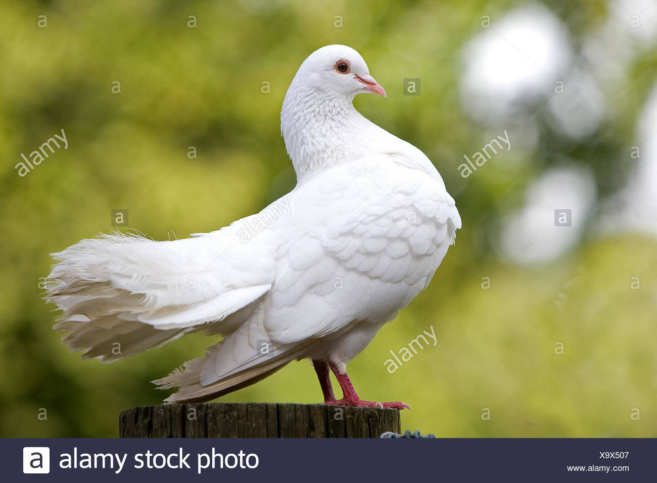 Le Pigeon Blanc Photo Stock Alamy