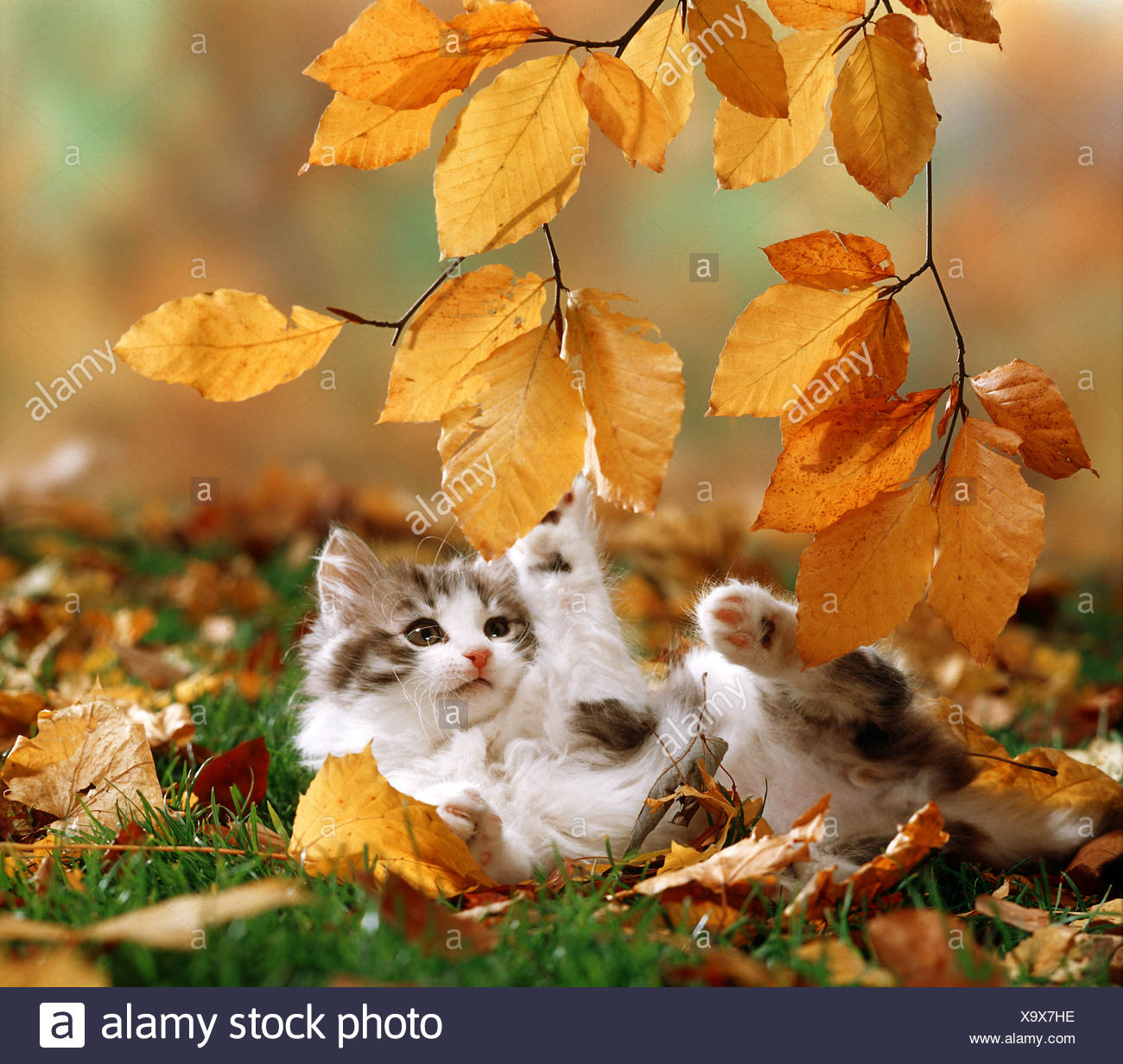 Chat Domestique British Shorthair Chaton Couche Dans Les Feuilles D Automne Tout En Jouant Avec Des Feuilles De Hetre Photo Stock Alamy