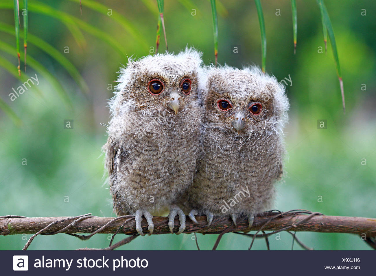 Deux Hiboux Bebe Assis Sur Une Branche L Indonesie Photo Stock Alamy