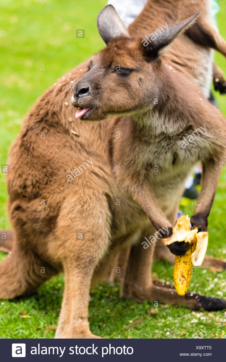Gros Plan Sur Un Kangourou Manger Une Banane Avec Un Drole De Visage Photo Stock Alamy