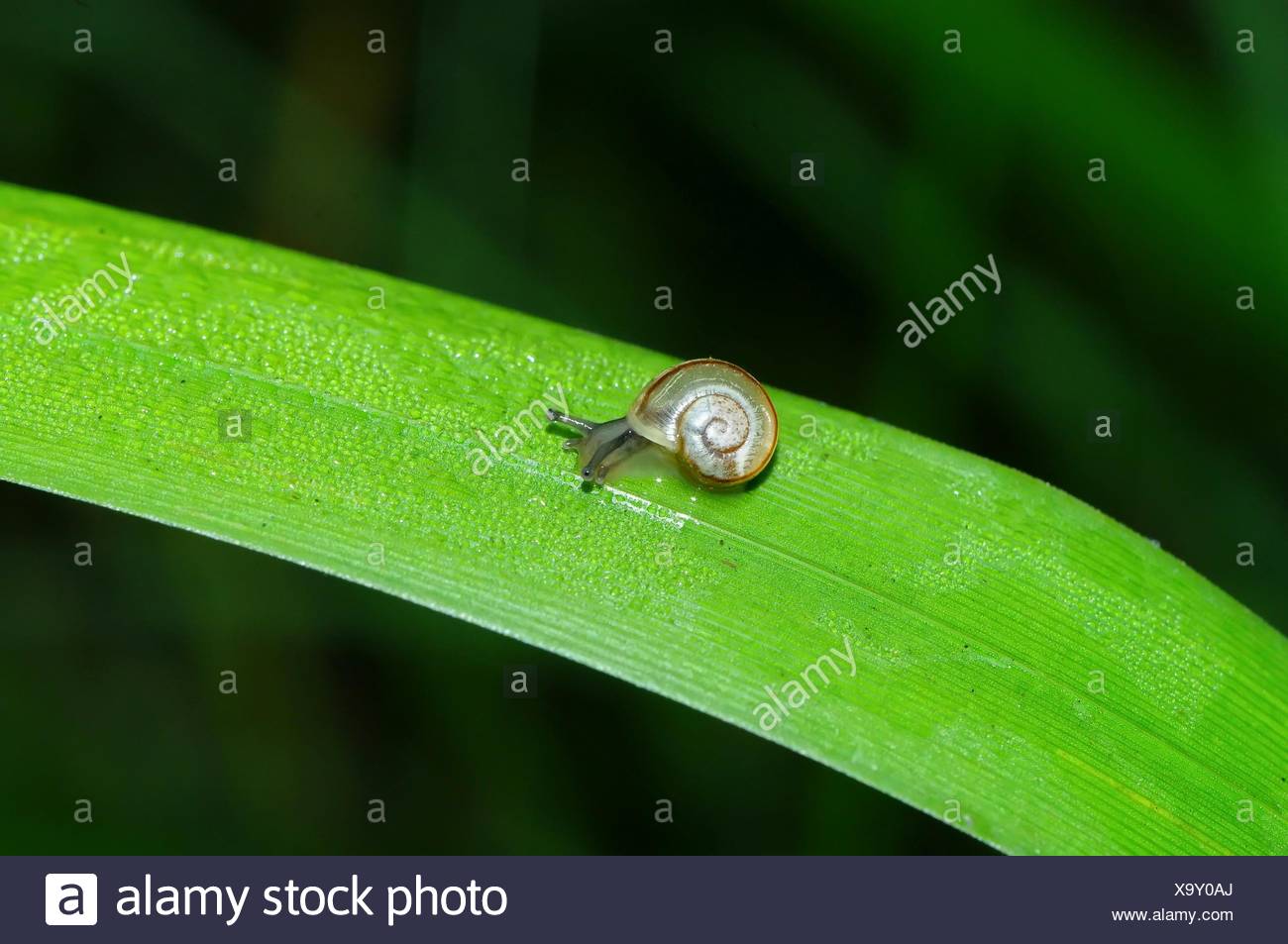 Bebe Escargot Banque D Image Et Photos Alamy Bebe Escargot Banque D Image Et Photos Alamy