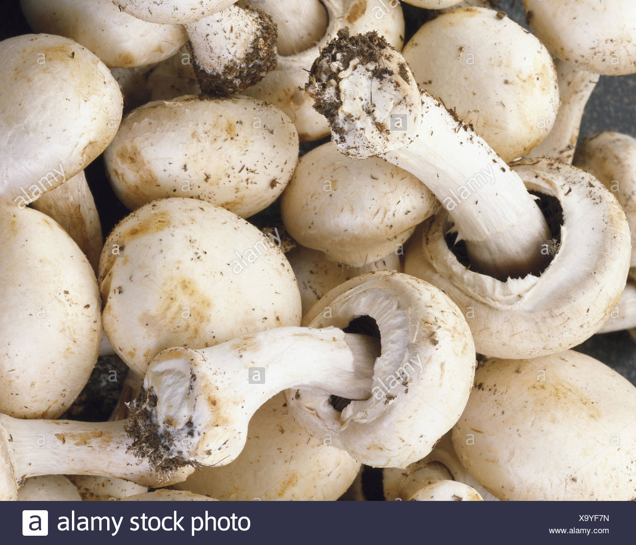 Champignons Agaricus Bisporus Champignons Moisissures Champignons Comestibles Champignons Chataigne Cut Out Agarics Photographie De Produits Seulement Photo Stock Alamy