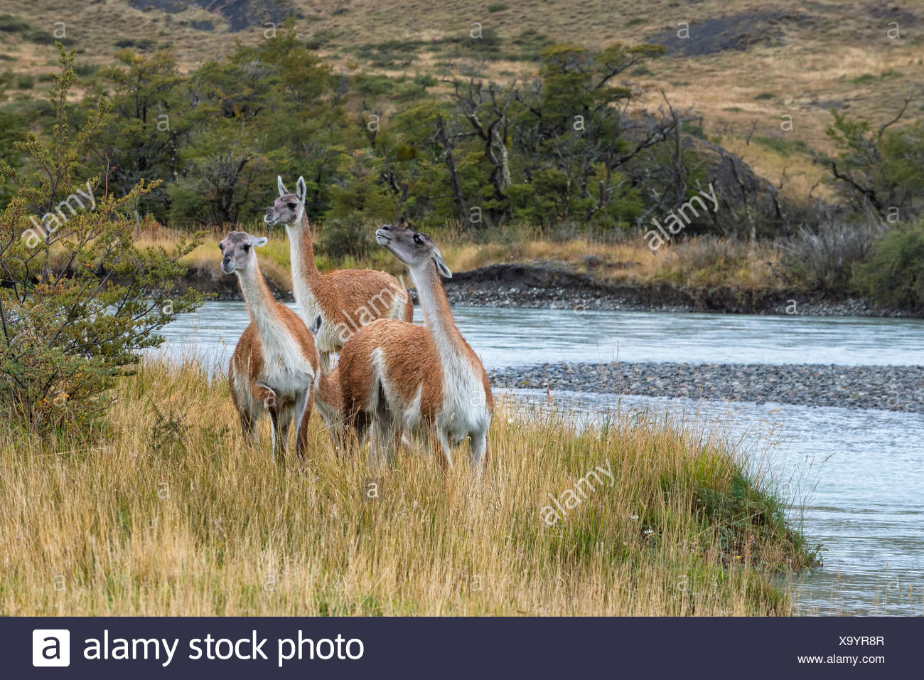 Guanacos (Lama guanicoe), Parc National Torres del Paine, Patagonie chilienne, Chili Banque D'Images