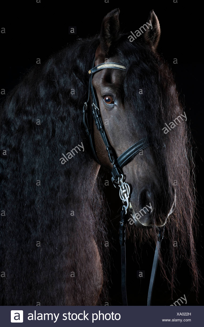 Frison Frisons Ou Race Longue Criniere Avec Portrait Hongre Cheval Noir Photo Stock Alamy