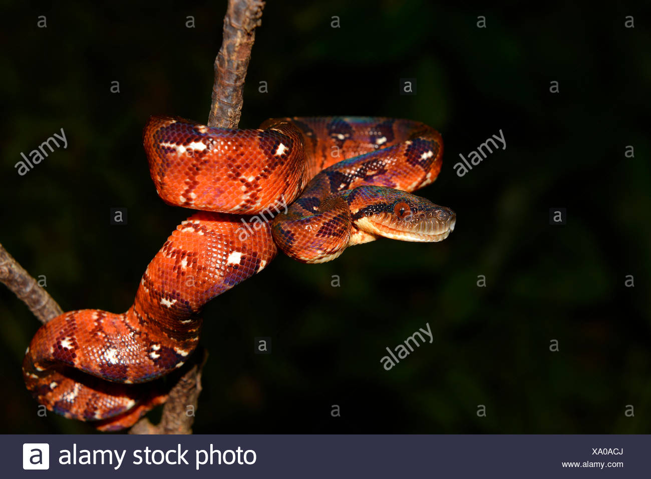 Arbre généalogique Madagascar Sanzinia madagascariensis (BOA) en forêt tropicale, progéniture, Parc National Andasibe, Madagascar Banque D'Images