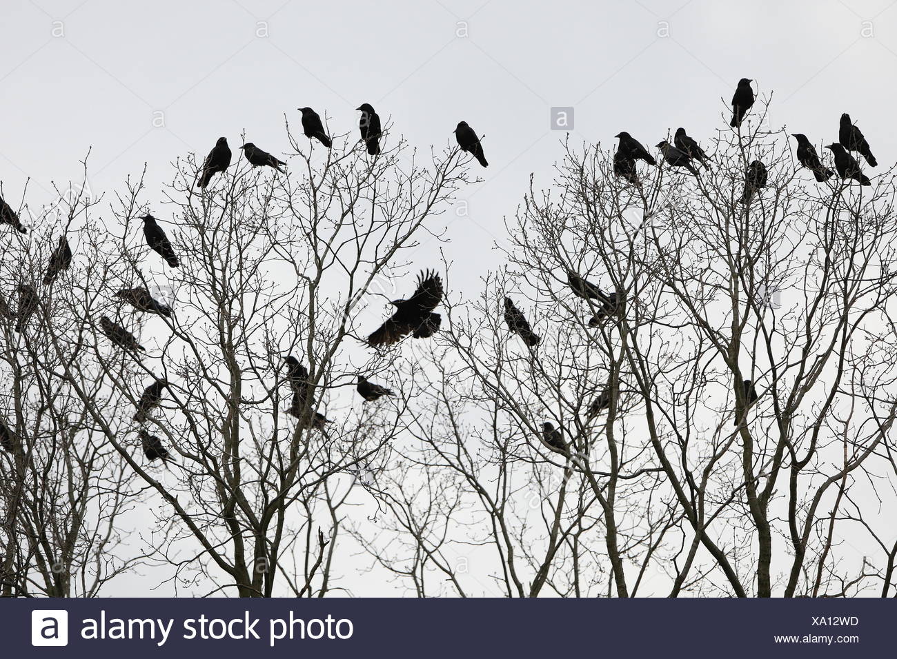Oiseaux Oiseaux Arbre Branches Peur étrange Oiseau Arbre