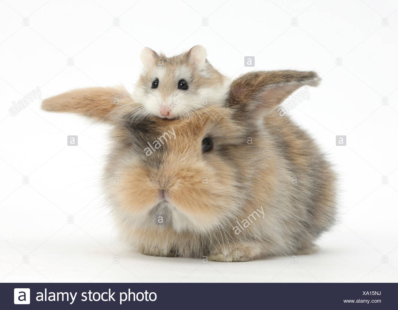 Avec Un Bebe Lapin Hamster Roborovski Phodopus Roborovskii Assis Sur Son Siege Photo Stock Alamy