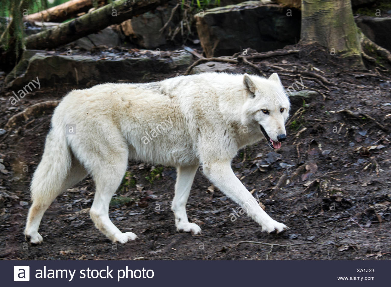 Loup Gris Blanc Canis Lupus Le Loup Animal Photo Stock Alamy Loup Gris Blanc Canis Lupus Le Loup Animal Photo Stock Alamy