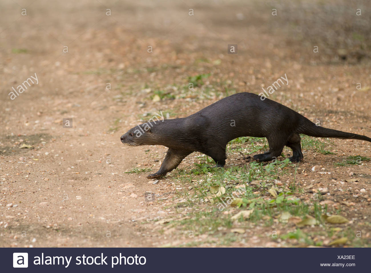La loutre de rivière sud-américaine - marche / Lontra longicaudis Banque D'Images