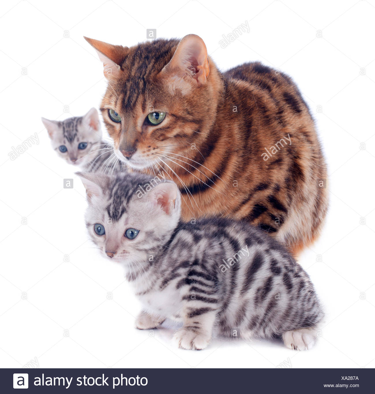 Les Chats Trois Maman Maman Ma Maman Bebe Chat Chaton Chaton Chat Domestique Photo Stock Alamy