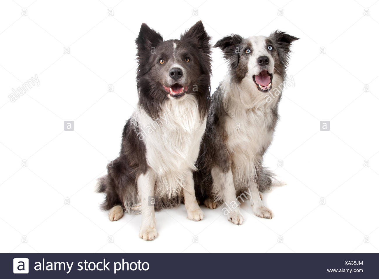 Border Collie Et Berger Australien Banque Dimages Photo