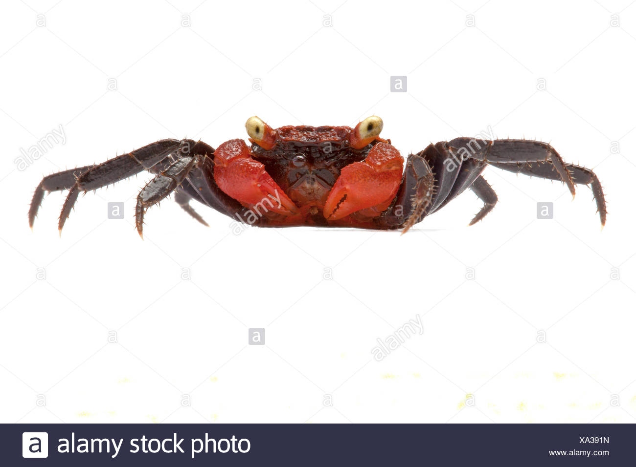Crabe Vampire Banque D Image Et Photos Alamy Crabe Vampire Banque D Image Et Photos Alamy