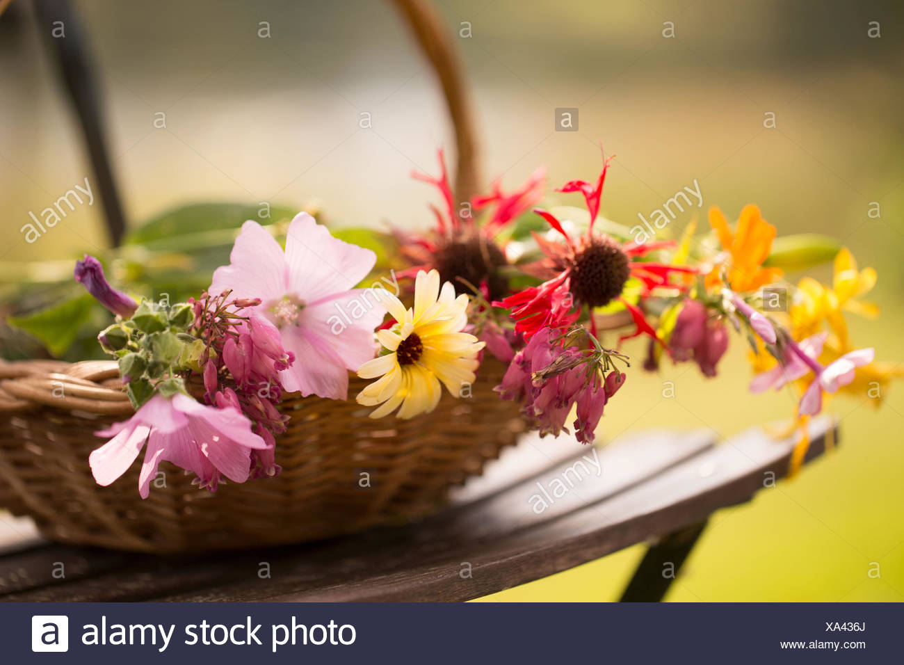 Anniversaire Animaux Fleurs D Automne Panier Panier Sur Une Chaise Belle Fleurs Bokeh Bouguet Lumineuses Libre Couleur Decoration Couleur Design Decoration Fleurs Fleurs De Jardin Jardin Jardin Fleurs Vert Vacances Isole Feuilles Amour Naturel En Anniversaire Animaux Fleurs D Automne Panier Panier Sur Une Chaise Belle Fleurs Bokeh Bouguet Lumineuses Libre Couleur Decoration Couleur Design Decoration Fleurs Fleurs De Jardin Jardin Jardin Fleurs Vert Vacances Isole Feuilles Amour Naturel En