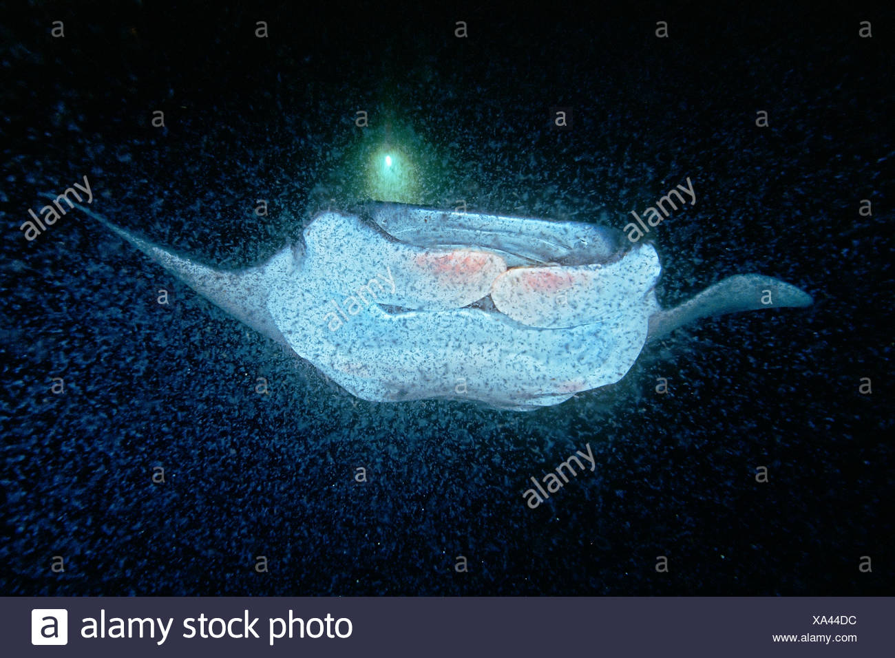 Manta Ray se nourrissant de plancton dans la nuit Banque D'Images