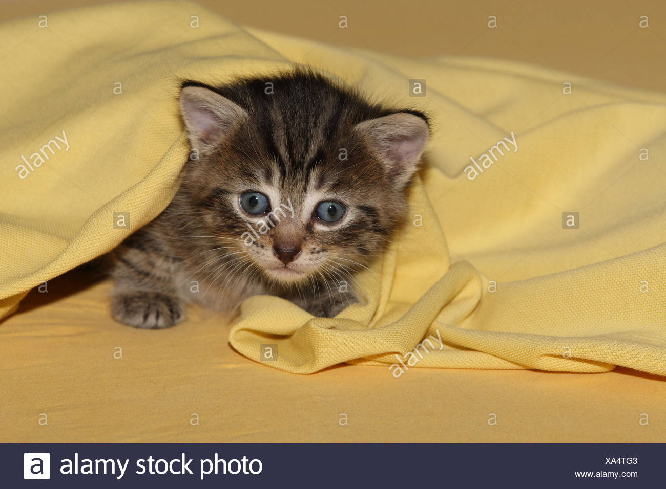Lit Chat Jeunes Herauskrabbeln Caps Jaune D Animaux Mammiferes Animaux Petits Chats Felides Domestique Chat De Maison Jeune Animal Chaton Petit Maladroit Maladroit Fluage Fluage Curiosite Cachette Jouer Se Cacher Doucement Lit Chat Jeunes Herauskrabbeln Caps Jaune D Animaux Mammiferes Animaux Petits Chats Felides Domestique Chat De Maison Jeune Animal Chaton Petit Maladroit Maladroit Fluage Fluage Curiosite Cachette Jouer Se Cacher Doucement