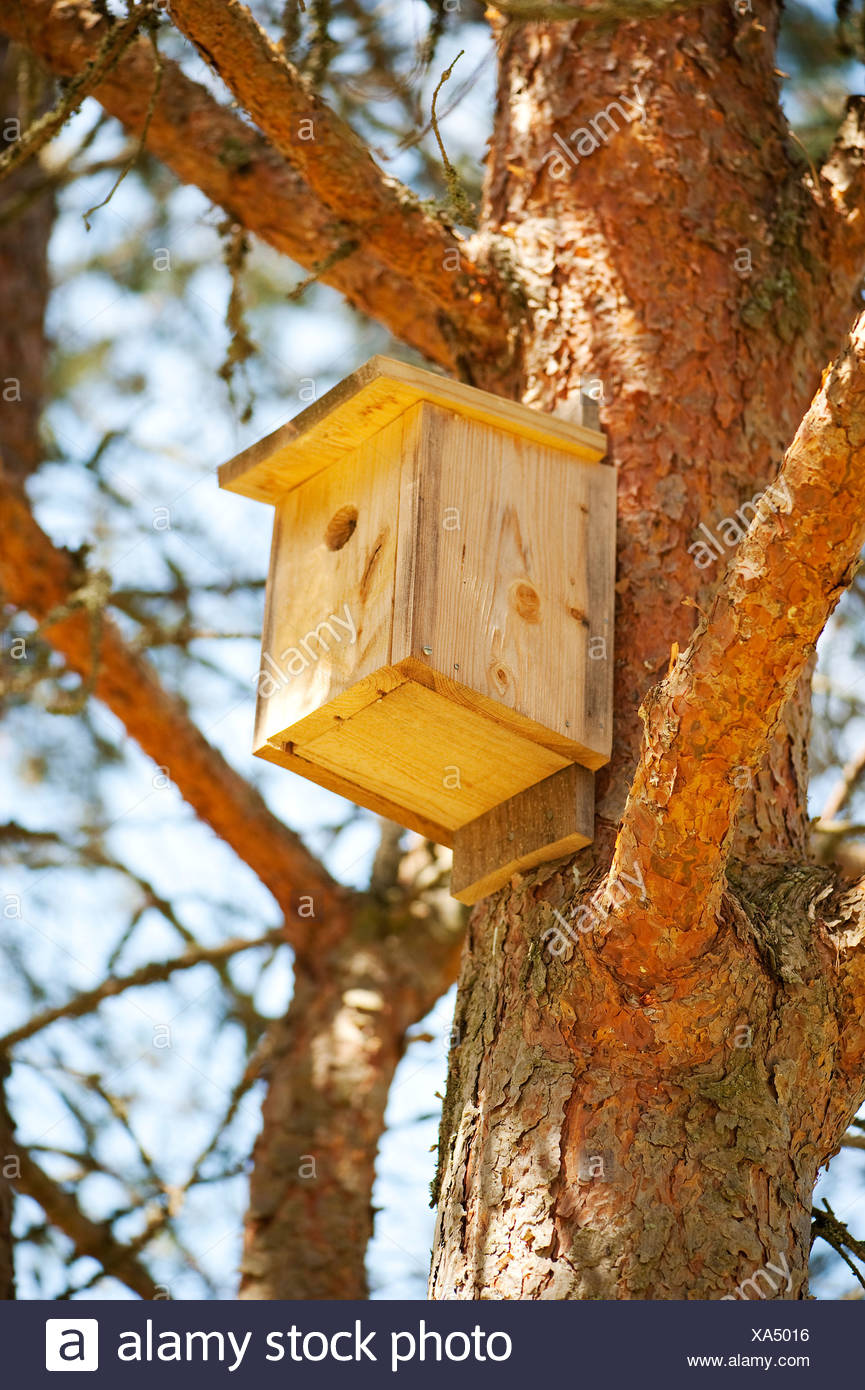 Maison d'oiseau sur l'arbre Banque D'Images