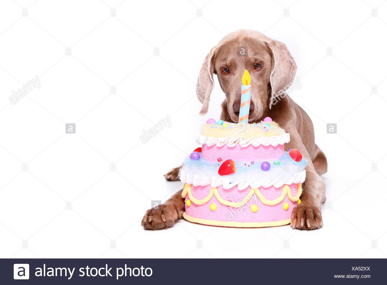 Braque De Weimar L Inhalation De Male A Gateau D Anniversaire Studio Photo Sur Un Fond Blanc Allemagne Photo Stock Alamy Braque De Weimar L Inhalation De Male A Gateau D Anniversaire Studio Photo Sur Un Fond Blanc Allemagne Photo Stock Alamy