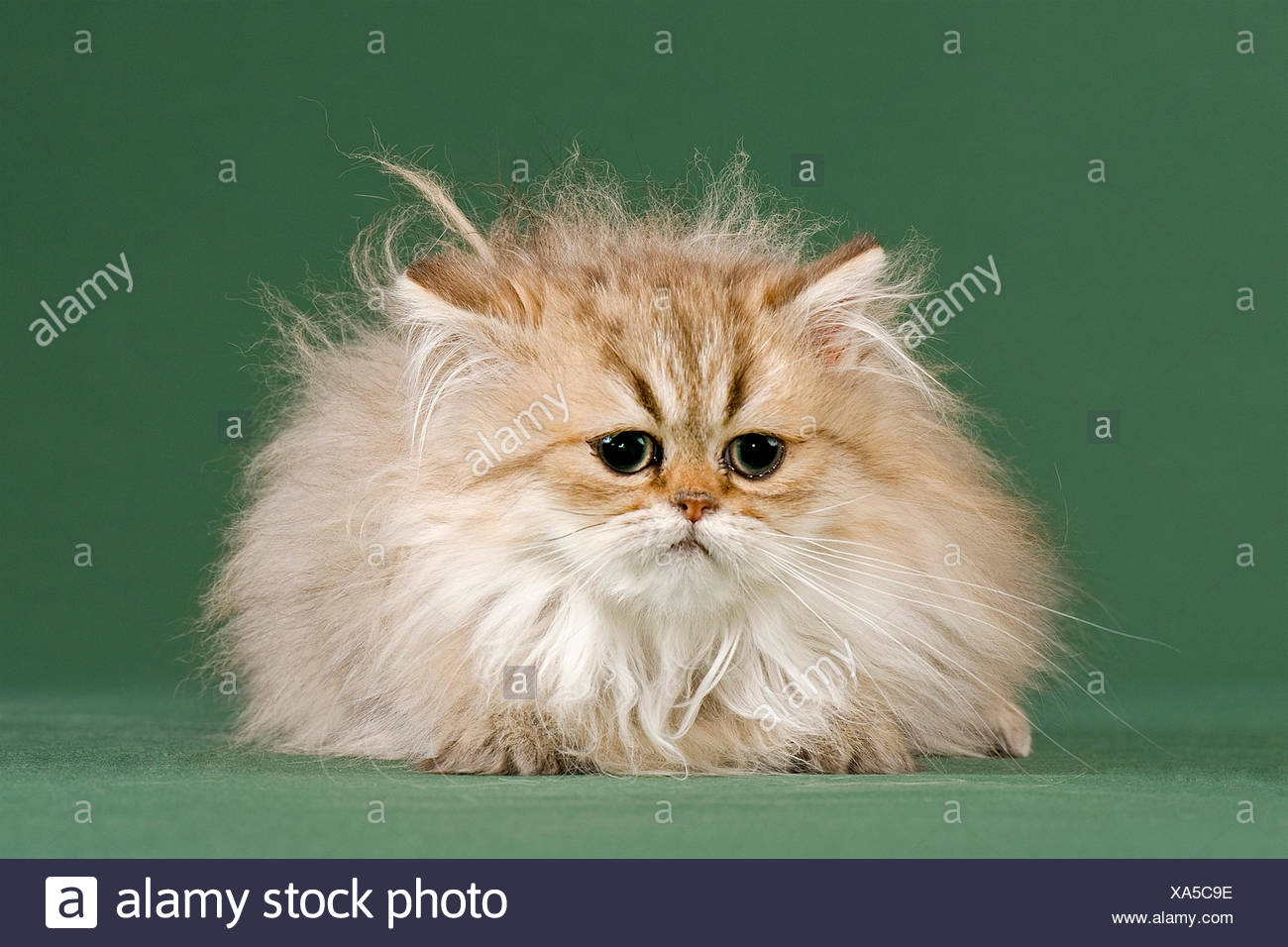 Chaton Persan Golden Shaded Photo Stock Alamy