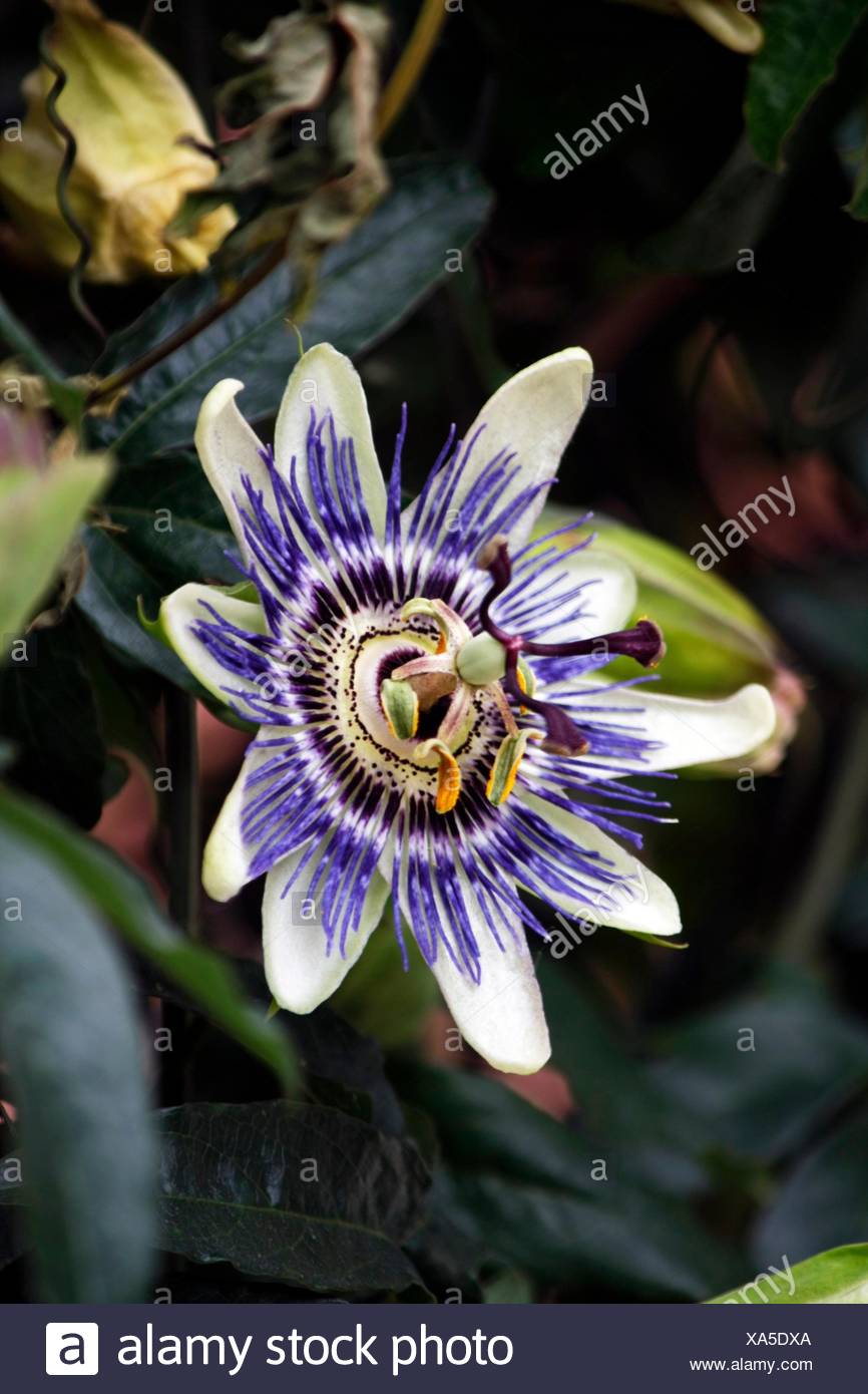 Vue Rapprochée De La Fleur En Fleur Parfaite Du Fruit De La