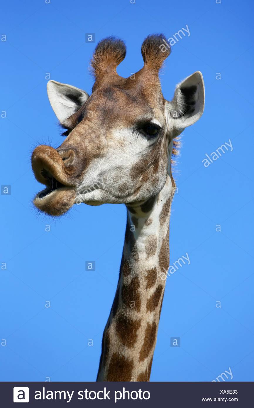 Talking Giraffe Banque D Image Et Photos Alamy Talking Giraffe Banque D Image Et Photos Alamy