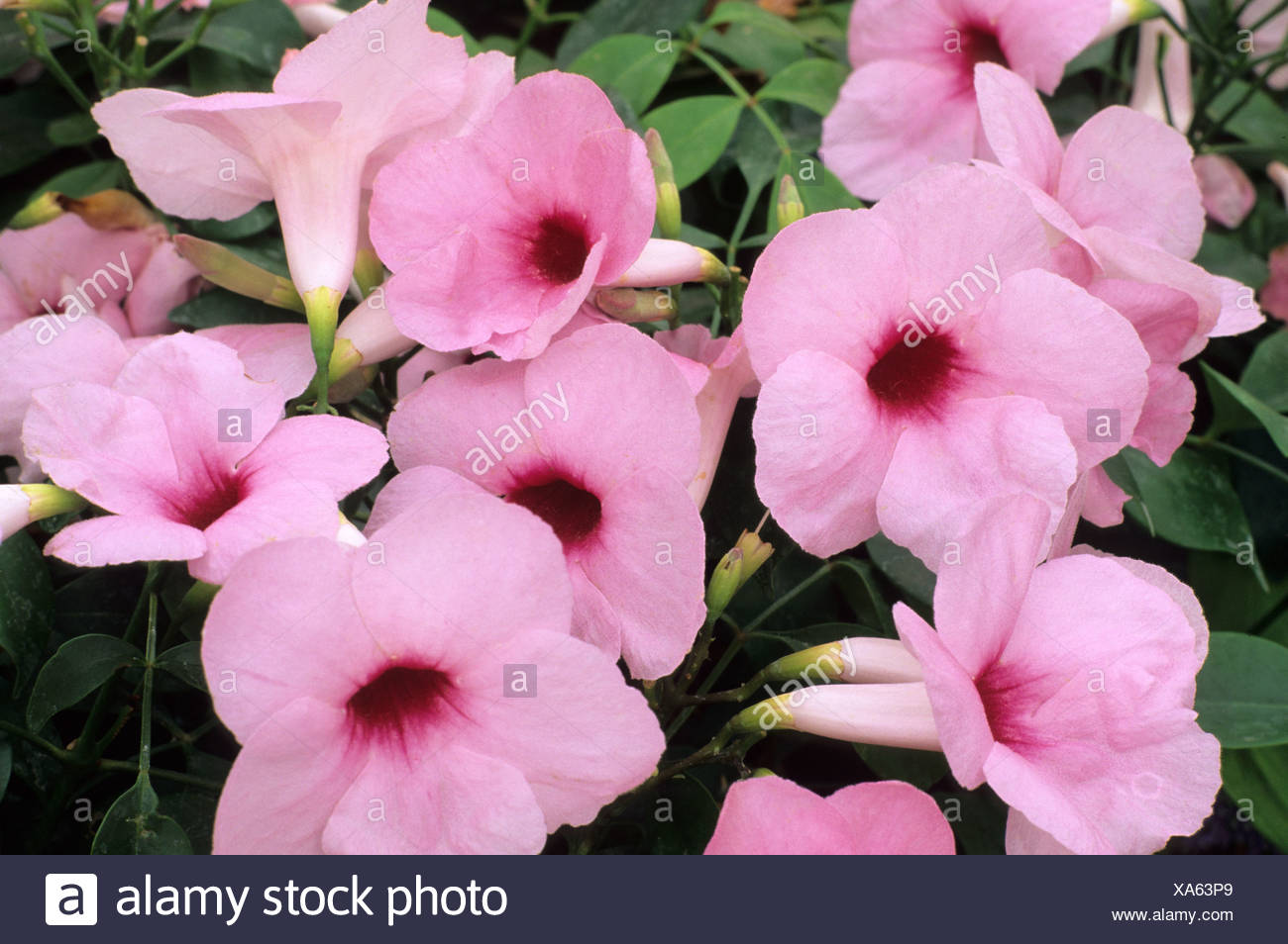 Pandorea Jasminoides Rosea Superba Plante Grimpante