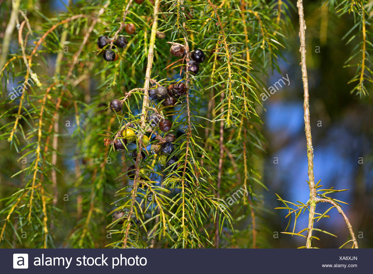 Temple Juniper 30 graines Temple Genévrier Juniperus Rigida Aiguille Juniper