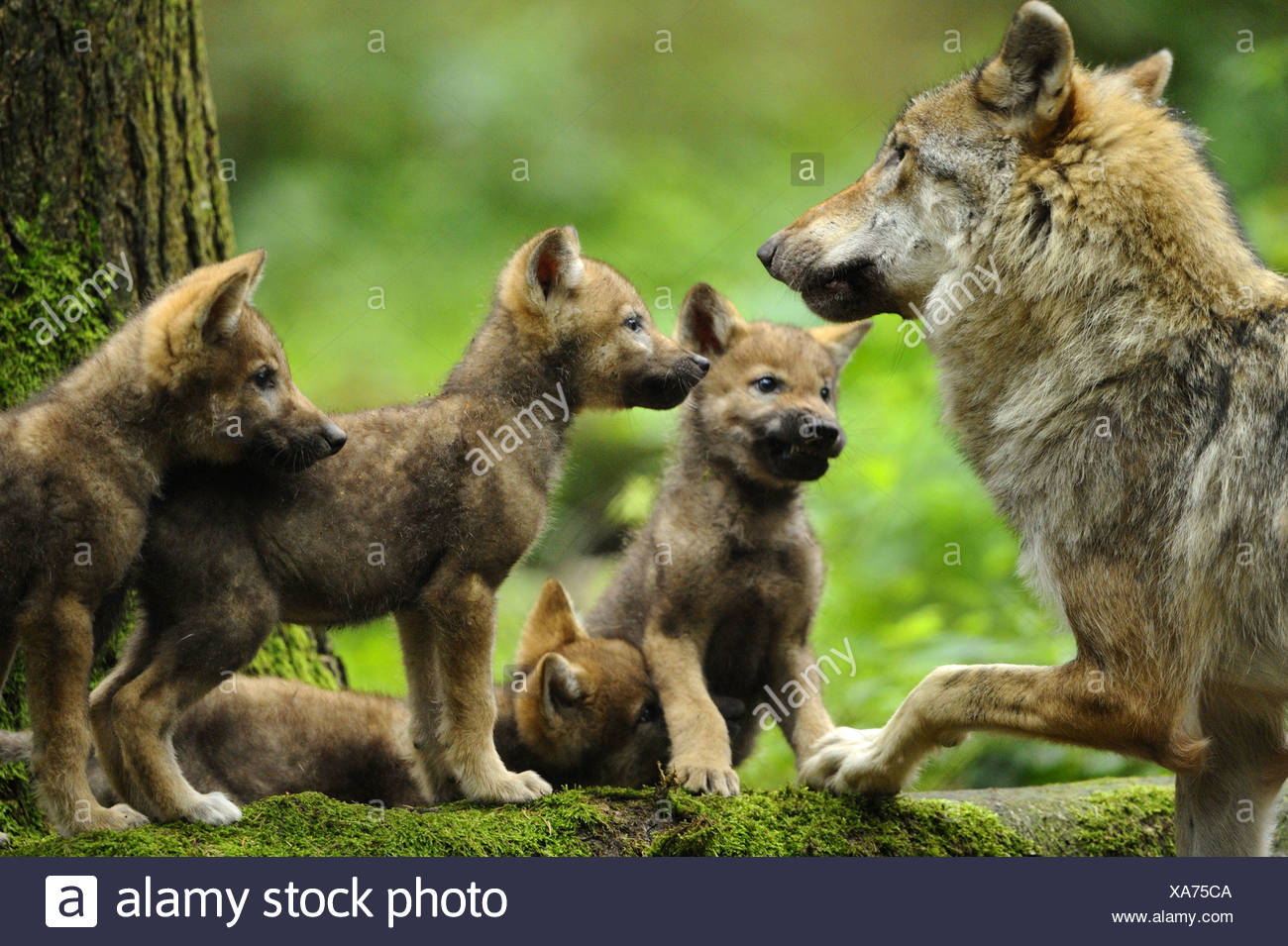 Le Loup Gris D Europe Canis Lupus Lupus Louve Et Louveteaux En Allemagne En Baviere Parc National De La Foret Bavaroise Photo Stock Alamy