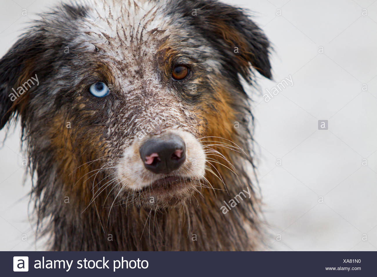Berger Australien Bleu Merle Sale Portrait Chien Adulte Yeux