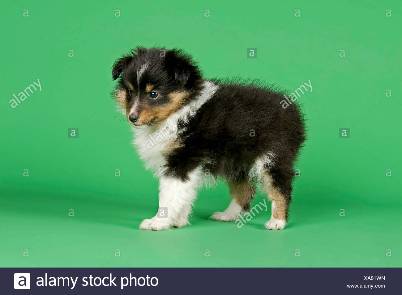 Chiot Berger Shetland 6 Semaines Tricolore Photo Stock Alamy