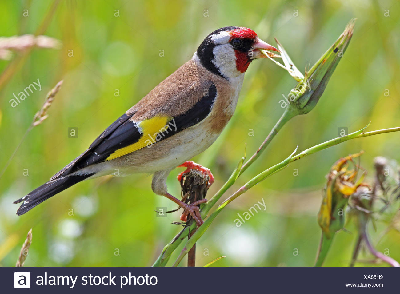 Chardonneret Carduelis Carduelis Les Oiseaux Adultes De
