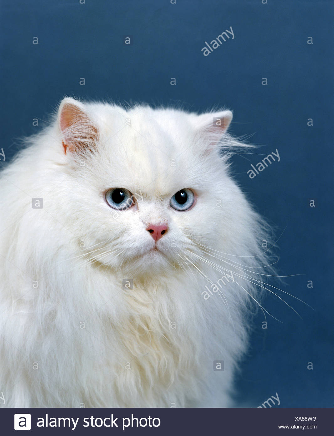 Chat Domestique Persan Blanc Aux Yeux Bleus Banque D Image Et Photos Alamy Chat Domestique Persan Blanc Aux Yeux Bleus Banque D Image Et Photos Alamy