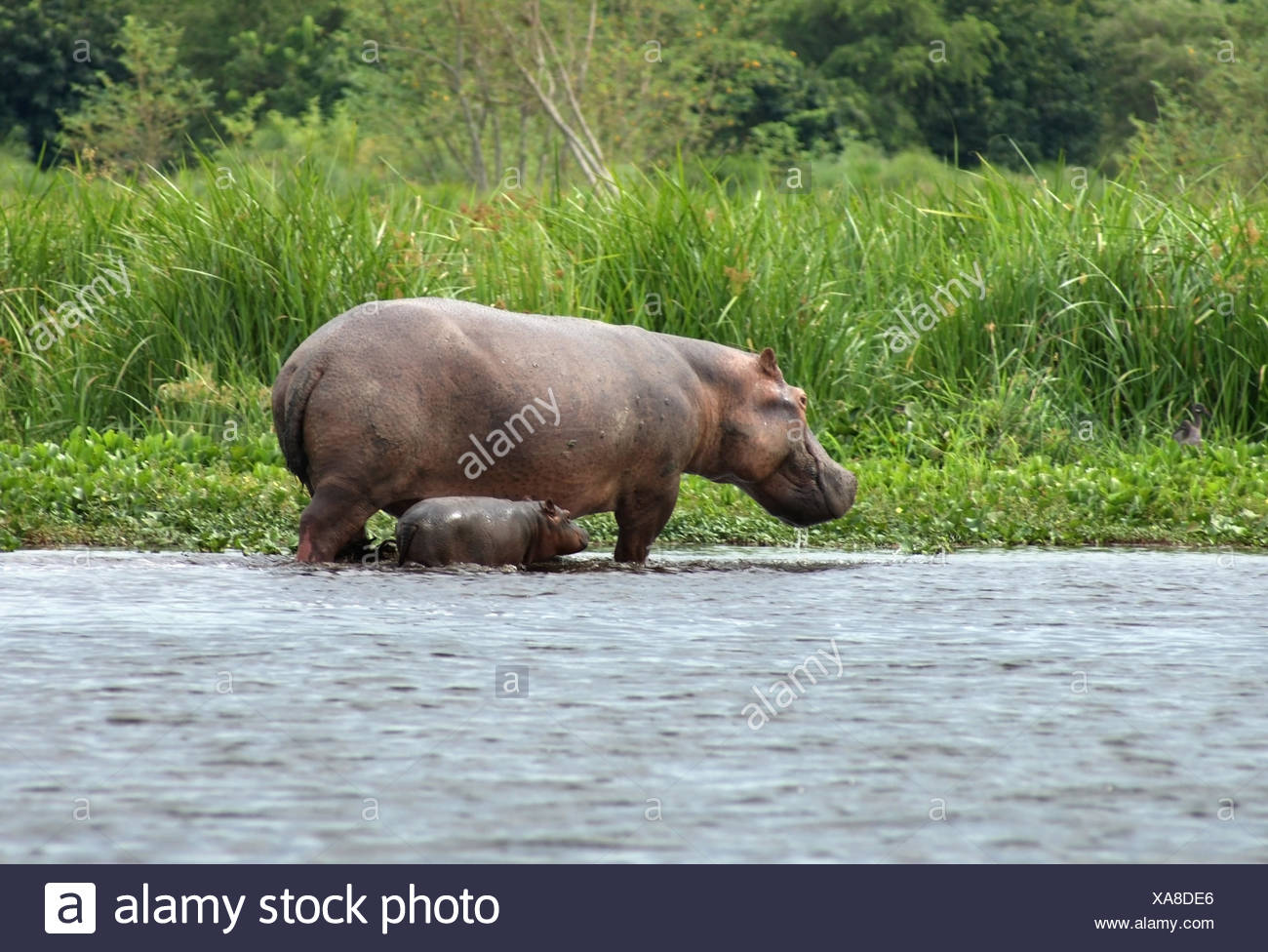 Vue magnifique au bord de l montrant un hippopotame vache et veau en Ouganda