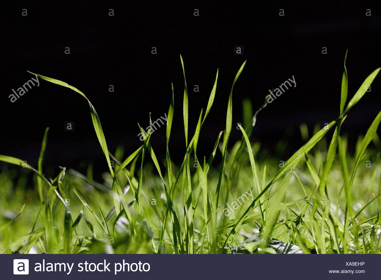 Brins d'herbe, Close up Banque D'Images