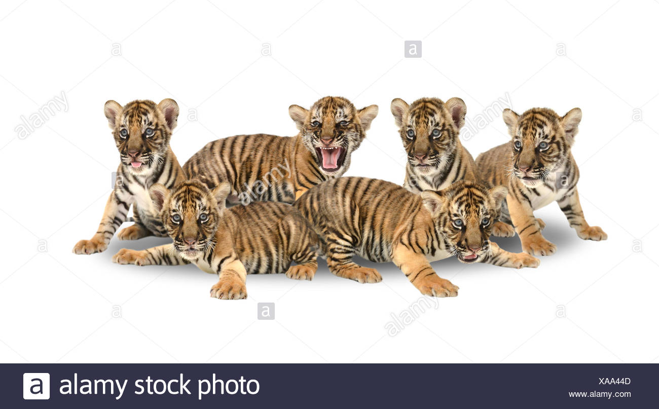 Bebe Tigre Du Bengale Sur Fond Blanc Photo Stock Alamy