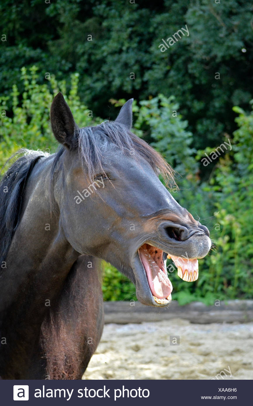 Laughs Teeth Horse Photos Laughs Teeth Horse Images Alamy