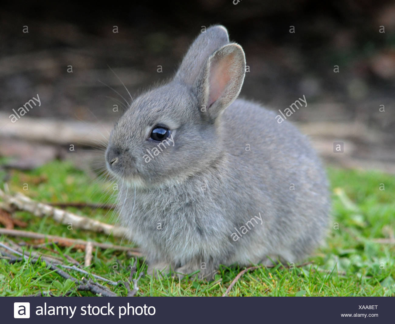 Un Petit Bebe Lapin Gris Sauvages Photo Stock Alamy