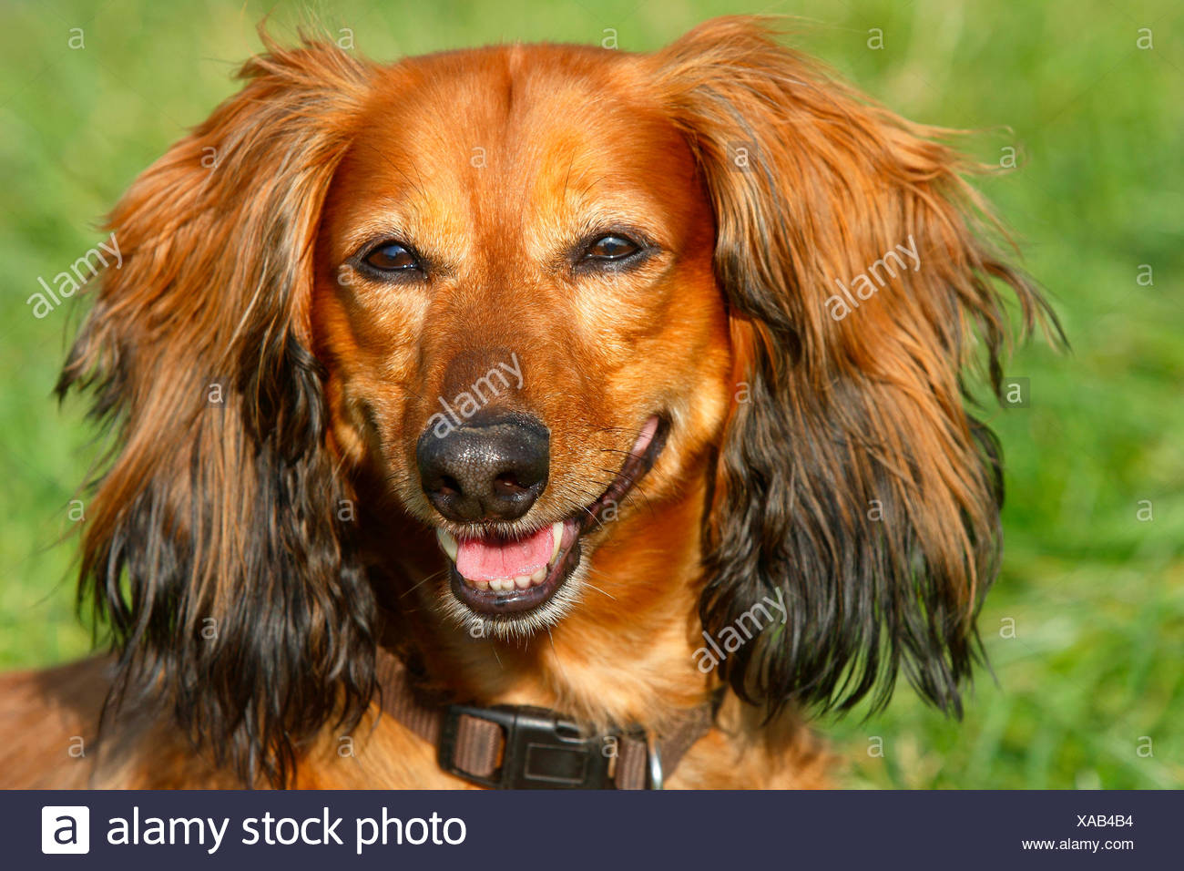 Long Haired Dachshund Dog Lying Photos Long Haired