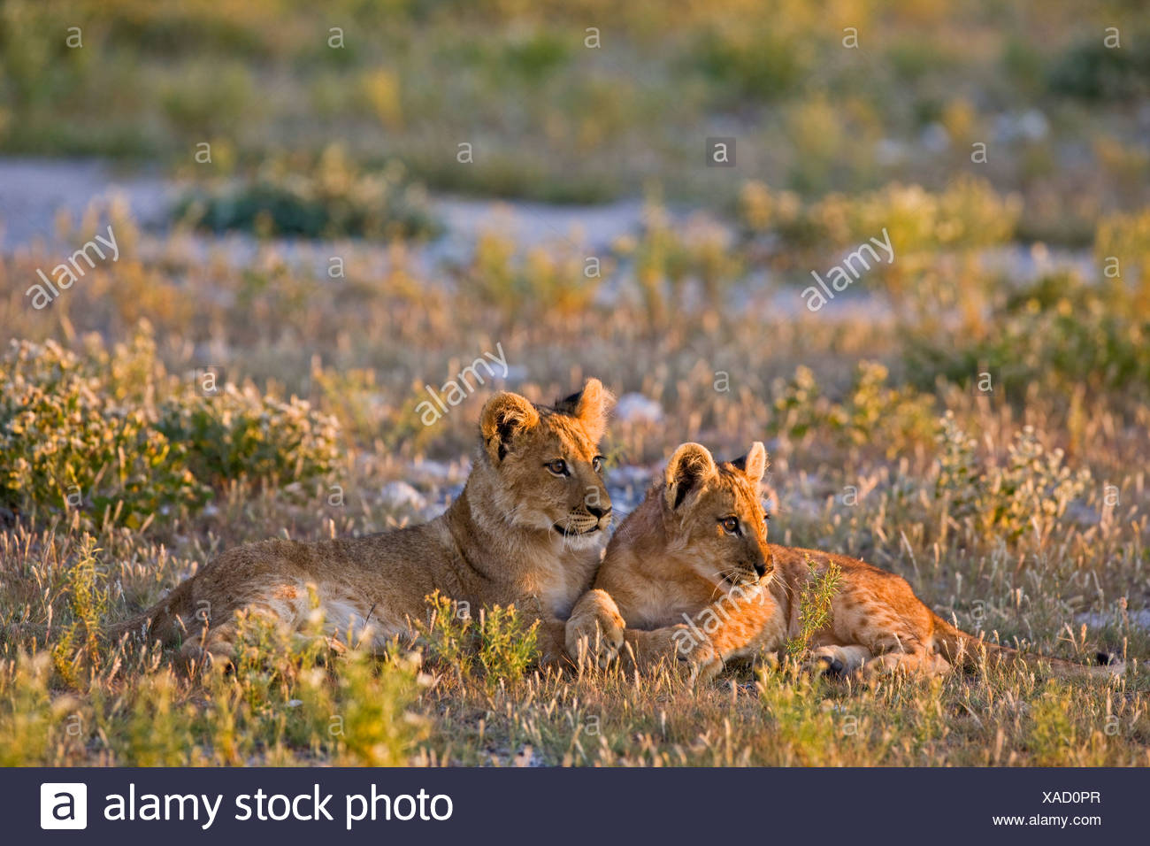 L'Afrique, Botswana, Lion cubs (Panthera leo) Banque D'Images