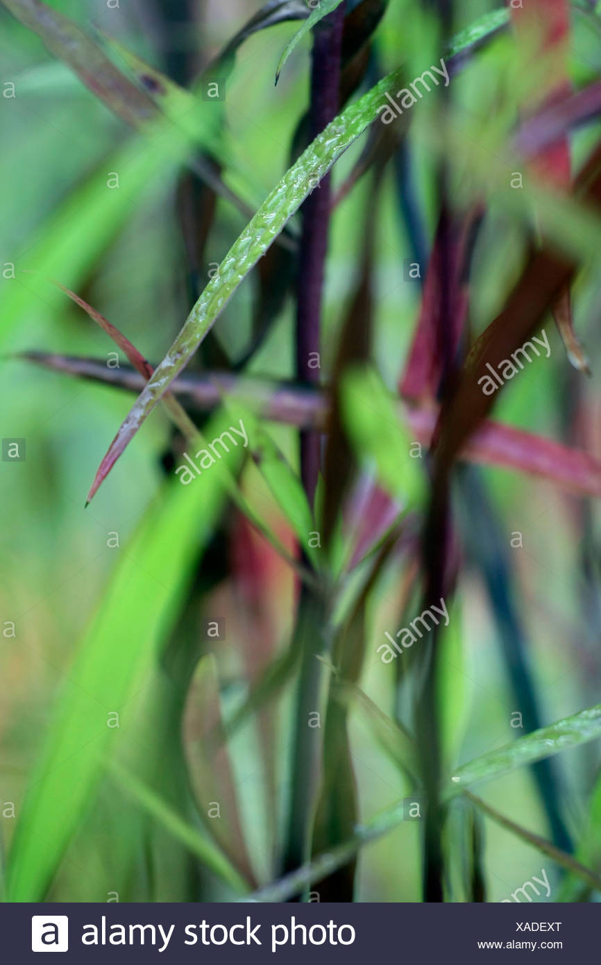 Gouttes d'eau sur des brins d'herbe Banque D'Images