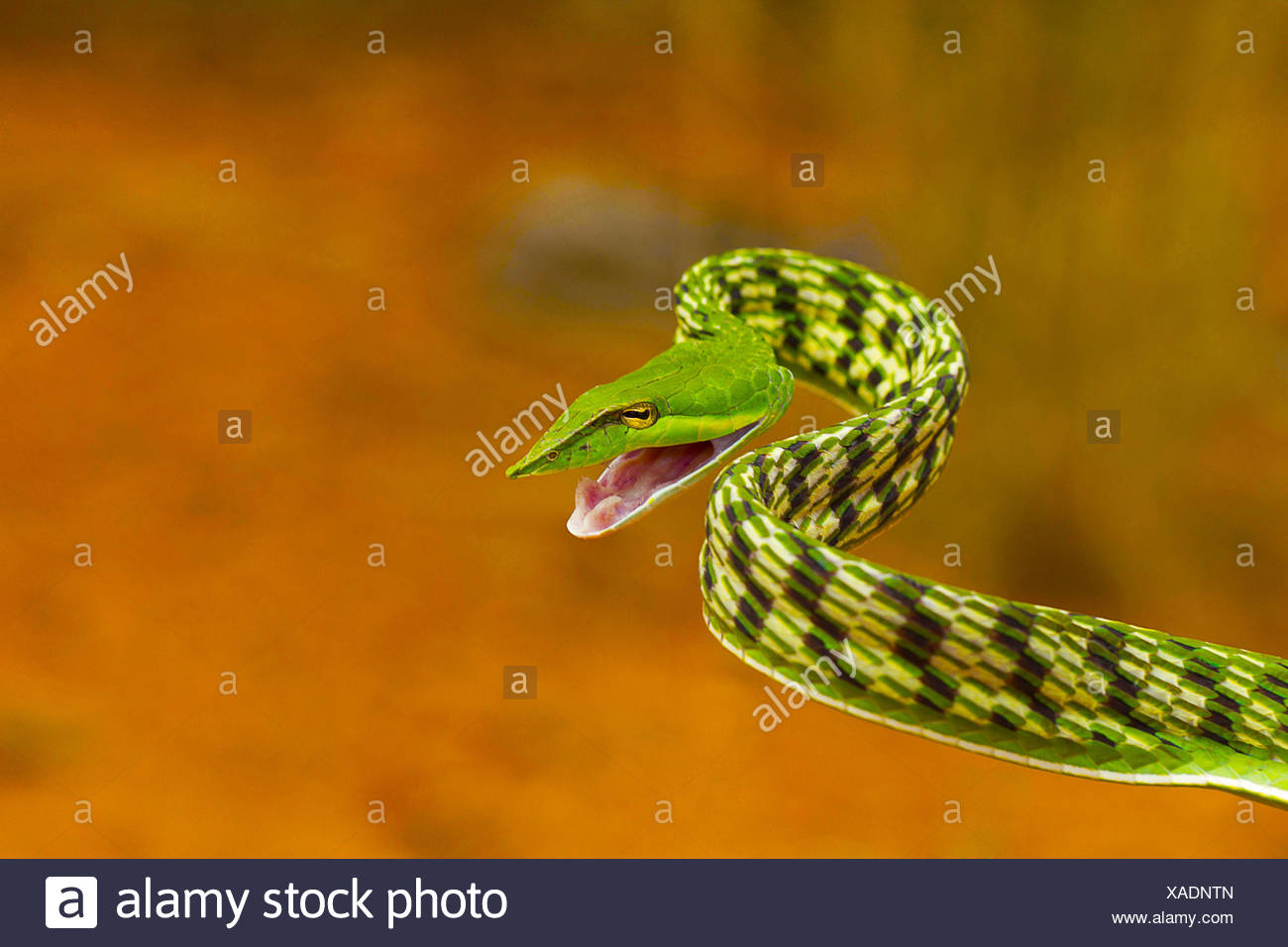 Serpent de vigne verte, Ahaetulla nasuta, légère venimeux. Pondicherry, Tamil Nadu, Inde Banque D'Images