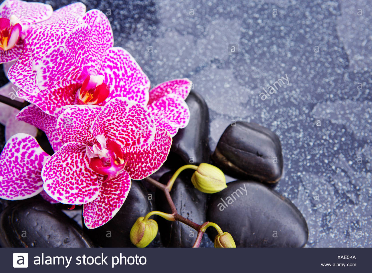 Orchidée Rose Isolé Sur Fond Noirbranche Dorchidées Rose
