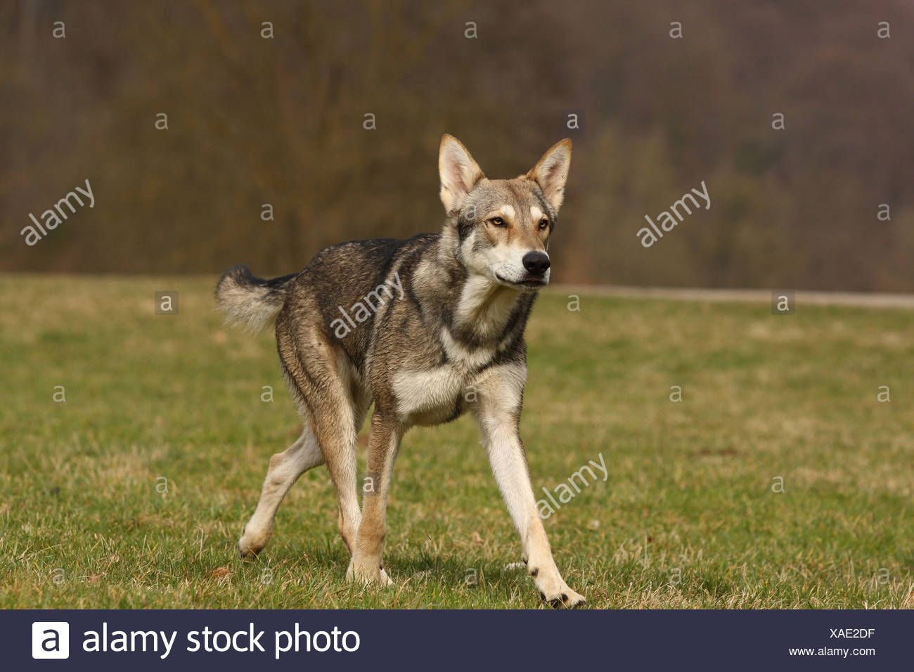 Chien Loup Saarloos Banque Dimages Photo Stock 281821723