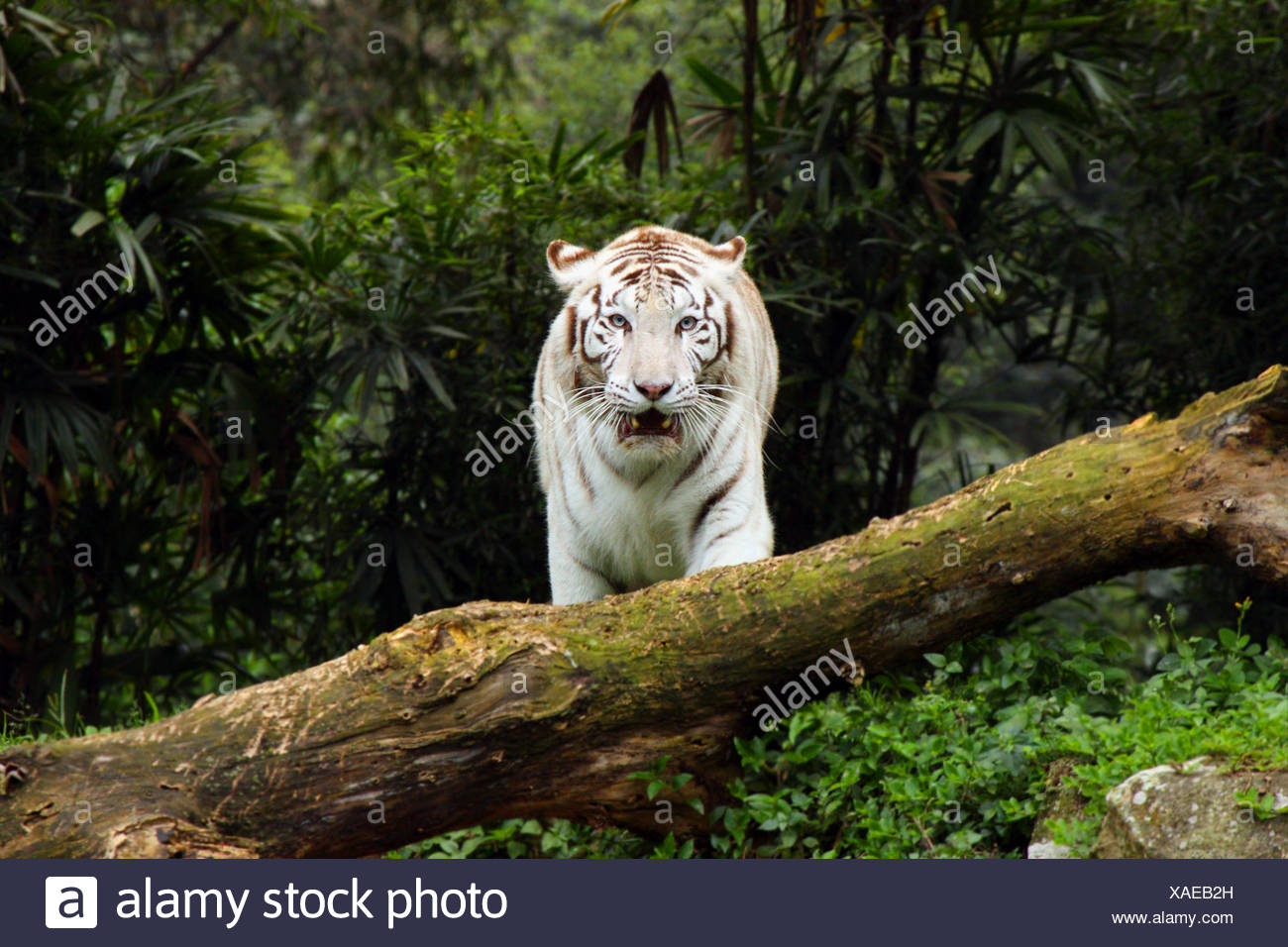 Big Cat Chat Prédateur Félin Attaque Tigre Du Bengale Blanc