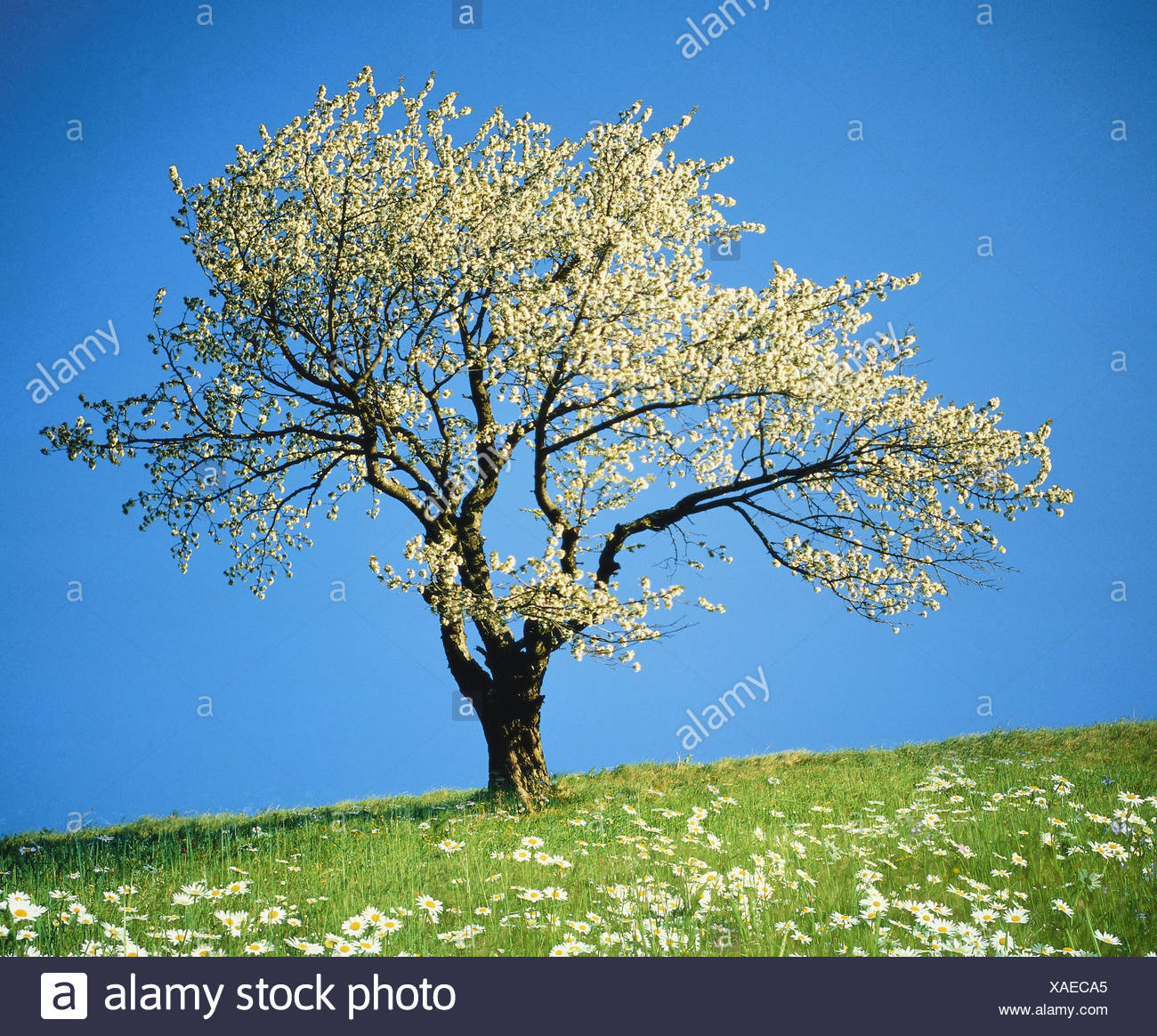 Arbre Solitaire Violin Rites De Marge Blossom Nature Paysage Saison Printemps Printemps Periode De Floraison Arbre Arbre A Larges Feuilles Floraison D Un Arbre Prairie Fleurs Graines Non Marque Individuellement Deserte A L Exterieur Arbre Solitaire Violin Rites De Marge Blossom Nature Paysage Saison Printemps Printemps Periode De Floraison Arbre Arbre A Larges Feuilles Floraison D Un Arbre Prairie Fleurs Graines Non Marque Individuellement Deserte A L Exterieur