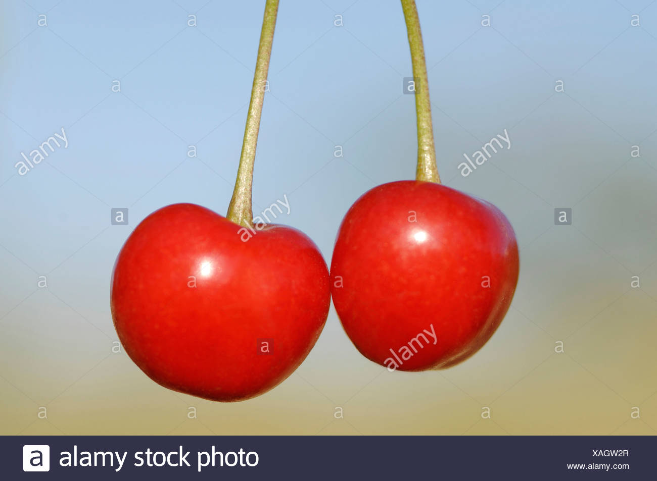 Gros Plan De Cerises Rouges Banque d'image et photos - Alamy
