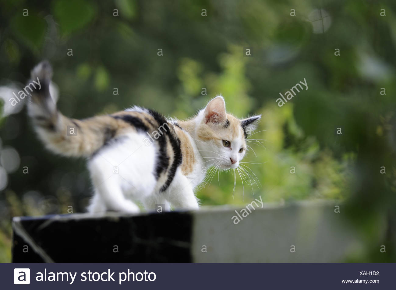 Jardin Mur De Defense Cat Trois Colore Vue De Dos Animal Mammifere Chat De Maison L Animal Et A L Exterieur L Attention Rendez Vous Le Mouvement Photo Stock Alamy